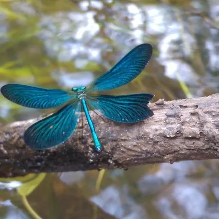 Les Palafitos مكان تخييم 3*