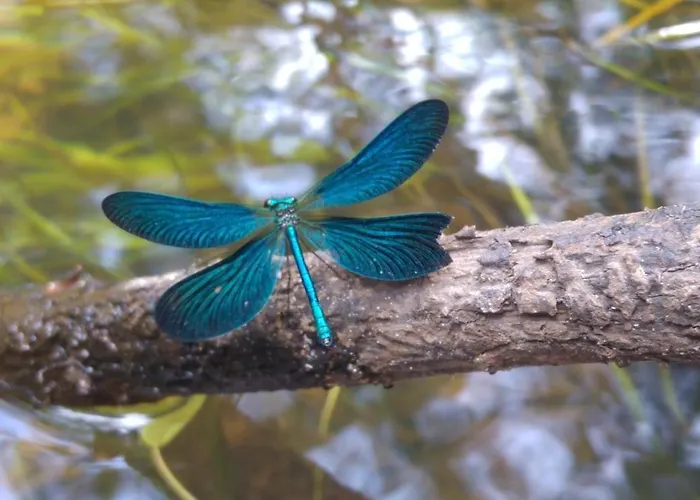 Les Palafitos Camping 3*