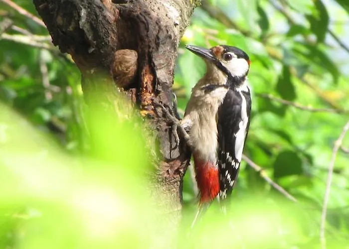 Camping Les Palafitos